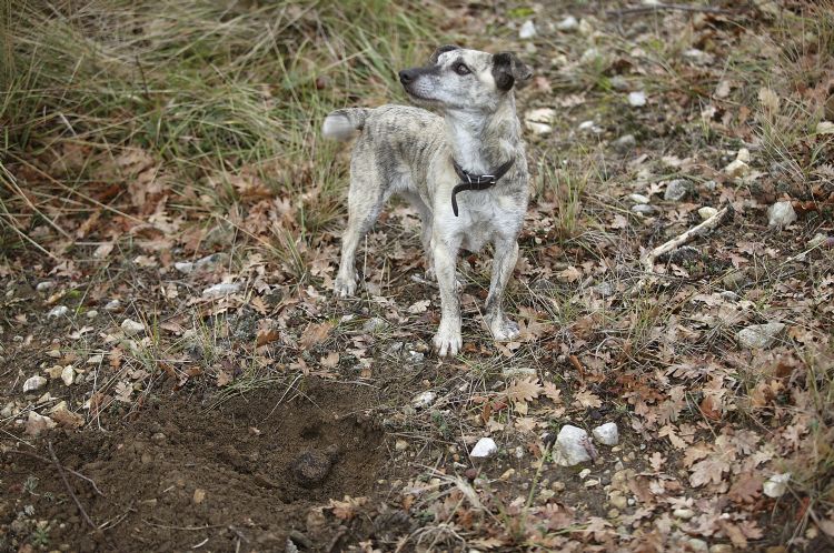 Chien truffier