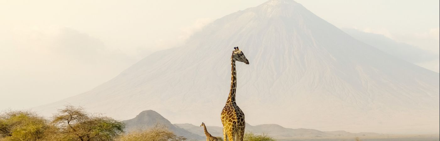 girafes dans le cratère Ngorongoro