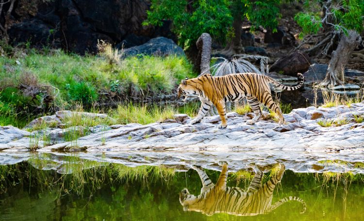 Tigre du Bengale dans le parc de Ranthambore