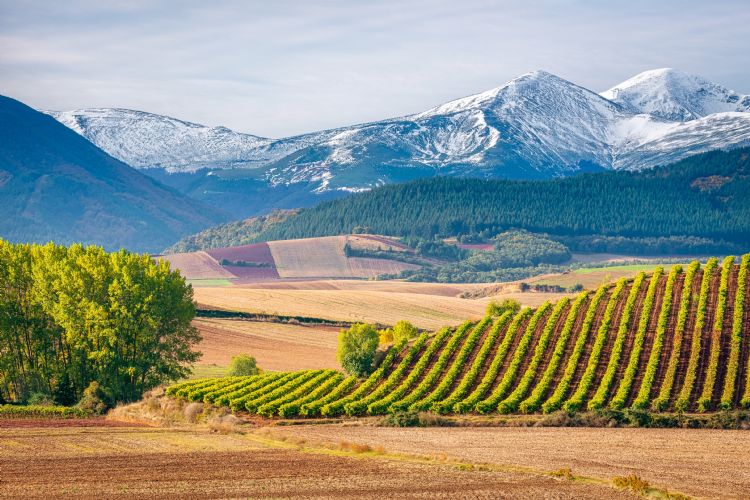 Vignoble de la Rioja