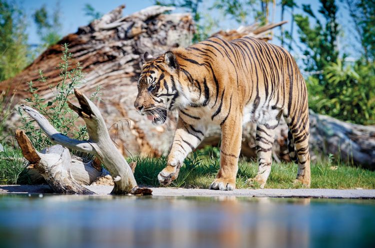 Tigre de Sumatra au zoo de la Flèche