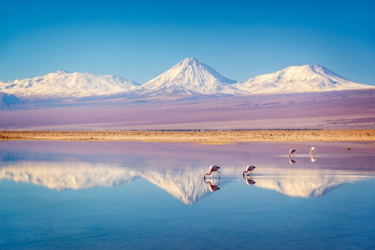 Lagune de Chaxa dans le désert d'Atacama