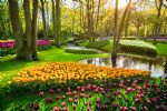 Le Printemps Hollandais