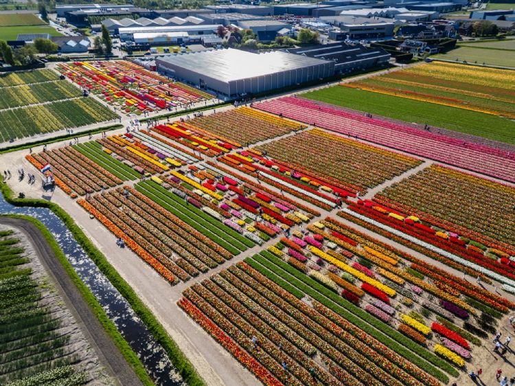Tulip Experience Amsterdam
